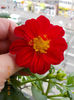 30 iunie 2013-flori 019