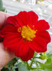 30 iunie 2013-flori 022