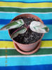 30 iunie 2013-flori 032