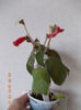 30 iunie 2013-flori 044