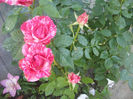 SDC13778