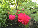 DSC00509