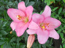 DSCN6220