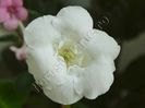 Gloxinia Lemon Ice