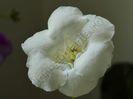 Gloxinia Lemon Ice