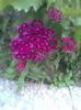 Imag0393