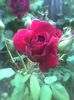 Imag0398
