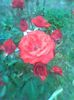Imag0401