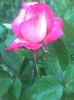 Imag0403
