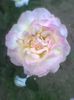 Imag0405