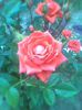 Imag0411