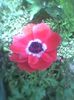 anemone multumesc olguta