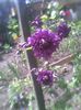 Imag0423