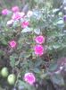 Imag0490
