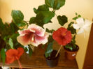 hibiscus grup