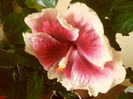 Tahitian Purple Lady
