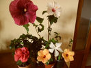 hibiscus grup