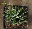 Haworthia fasciata "big band"