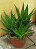 Aloe x delaetii = aloe ciliaris x aloe succotrima