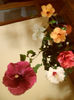 hibiscus grup