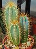 Pilosocereus pachycladus (azureus)