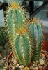 Pilosocereus pachycladus (azureus)
