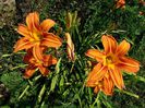 hemerocallis fulva