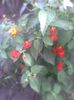 lantana