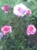 Imag0520