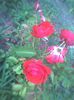 Imag0521