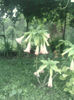 P300613_20.250002
