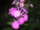 SANY0038