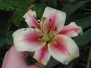 SANY0052