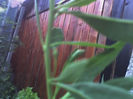 01-07-13_goji berry