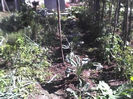 02-07-13_varza kale