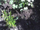 02-07-13_rodiu anul 2