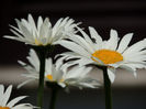 DSCN0726
