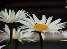 DSCN0727