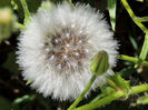 RSCN0677