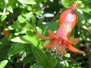 RSCN0684