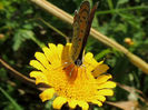 RSCN0806