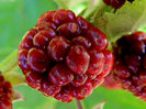 RSCN0815
