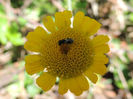 RSCN0826