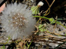 RSCN0849