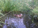Mandarin