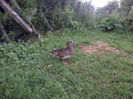 Mandarin