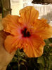 hibiscus holliday yellow