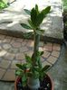 adenium