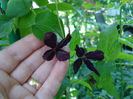 Clematis viticella Dark Eyes, gr.3, VII-IX