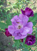 Rhapsody in Blue